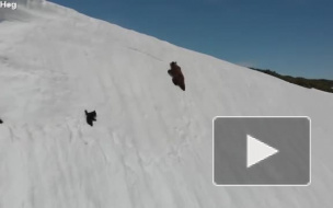 Напряженное видео: Медвежонок карабкается по снежному склону к маме