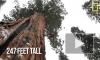 В Европе могут появится доисторические деревья-гиганты  