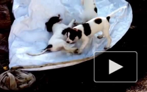 Актриса Тильда Суинтон сняла клип со своими собаками и музыкой Генделя