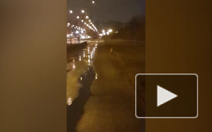 Петербуржцы заметили одинокую голодную лисицу на Маршала Захарова