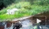 Фотоловушка Нижне-Свирского заповедника запечатлела купание медведя в лесу