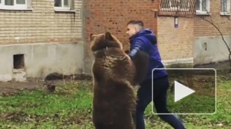 В Таганроге вместо собак во дворе дома выгуливали медведя