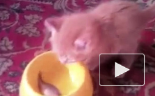 Самые мимимишные животные в мире