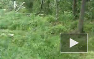 В Сертолово незаконно вырубают лес