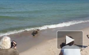 Под Калининградом выпустили первого из пяти спасенных в этом году тюленей