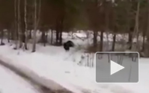 "Безбашенный" глухарь напал на мужчину под Томском