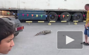 По улицам Новосибирска бегал настоящий крокодил