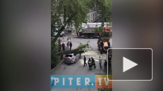 Видео: на Варшавской улице упавшее дерево раздавило "Тойоту"