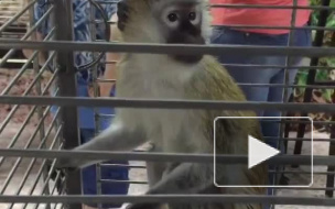 Раскрыта тайна исчезновения зеленой мартышки из зоопарка Воронежа