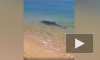 У берега Черного моря во время изоляции заметили плещущихся дельфинов