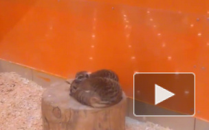 Ловкий сурикат сбежал из контактного зоопарка в ТЦ Петербурга