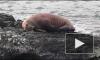 Обнаруженный впервые у берегов Ирландии морж уснул на льдине