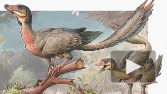 Открыт новый вид динозавров