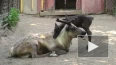 Ленинградский зоопарк показал на видео малыша северного ...