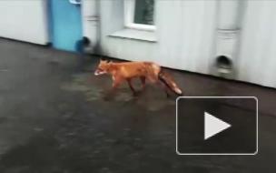 Сотрудники "Водоканала" вернули в естественную среду лису, зашедшую в гости на станцию аэрации