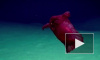 Видео: Ученые показали безголового куриного монстра, который обитает у берегов Антарктиды