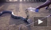 Удивительное видео из Индии: местные жители спасли кобру от смерти