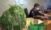В Хабаровске полиция нашла тысячу кустов запрещённых растений