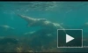 В Приморье удалось снять на видео краснокнижных морских львов