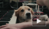 В сети набирает популярность милое видео, где пес просит ласки от хозяина