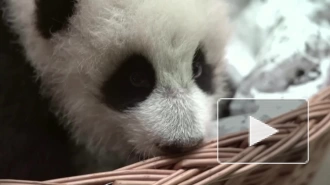 У маленькой панды из Московского зоопарка появились первые зубки