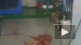 Забавное видео из Владивостока: гигантский осьминог ...