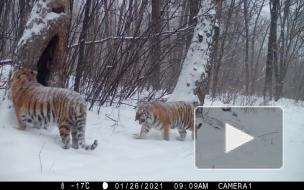 Фотоловушки в заказниках ЕАО запечатлели жизнь "президентских" тигров