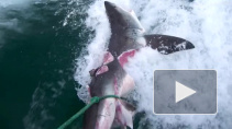 В Сети опубликовали видео смертельной битвы двух огромных акул-людоедов 