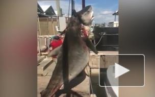 Подросток самостоятельно поймал 382-килограммовую акулу
