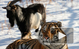 Популярного тигра Амура отправят в парк Краснодарского края