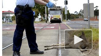 В Австралии полицейский чуть не застрелил девочку, пока казнил кенгуру