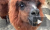 Ленинградский зоопарк поделился видео с альпаками