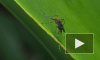 Ученые: комары распознают яды при помощи своих ног
