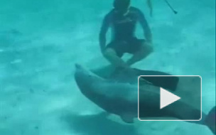 Приставучий дельфин)