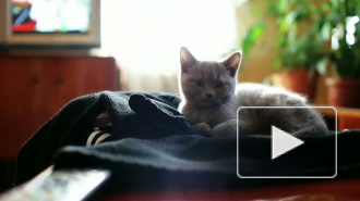 Котенок в лучах рассвета