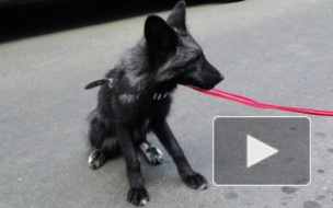 В подвале на Бутлерова нашли лису-чернобурку, животное отказывается от еды