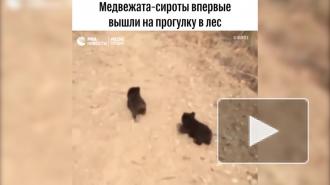 В Приморском лесу медвежонок увязался за семьей и оказался под защитой