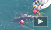 Видео: на австралийском побережье в сети попался огромный кит