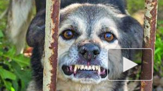 В Москве введен режим карантина по бешенству