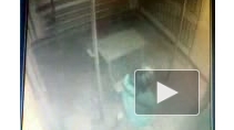 СК проверит видео жестоких избиений женщин-заключенных в колонии Приамурья