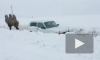 Видео: верблюд пришел на помощь застрявшей в снегу "Ниве"