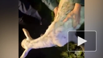 Сотрудники МЧС в Ростовской области спасли козу из колодца