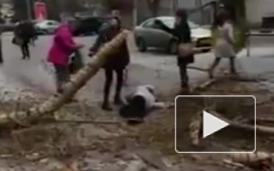 Жуткое видео из Казани: На человека упало дерево