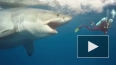 В Приморье акула-людоед откусила туристу руки