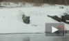 Видео: в Сосновом Бору лебеди катались с горки
