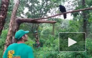 Видео: ворона из Приморского Сафари-парка заговорила по-английски ради еды 