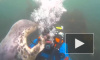Видео: Тюлень подружился с дайвером и захотел забрать шапочку на память