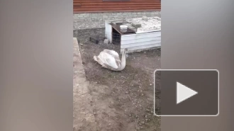 В Ульяновской области спасли молодого лебедя-шипуна