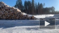 В Ленобласти незаконно вырубили лес на 104 млн рублей