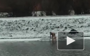 У стен Петропавловской крепости петербуржцы заметили моржа